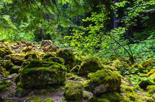 Proxy Falls forest-0203.jpg